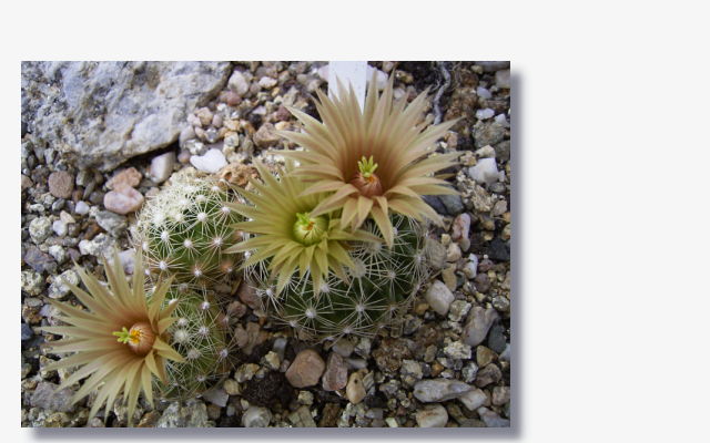 Escobaria missouriensis var. caespitosa